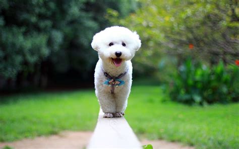 Bichon Frise Wallpapers - Wallpaper Cave