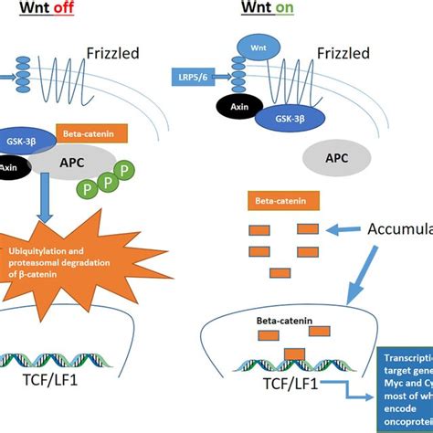 The canonical Wnt/beta‐catenin signaling pathway. Accumulation of... | Download Scientific Diagram