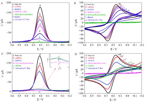 The Dpv A And Cv B Responses Of Mips Dsdna Under Different