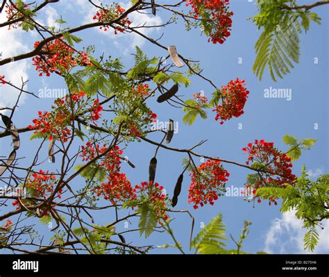 El Royal Poinciana Tree Delonix Regia Fabaceae Aka Flame Tree