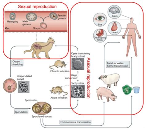 Toxoplasma Gondii Flashcards Quizlet