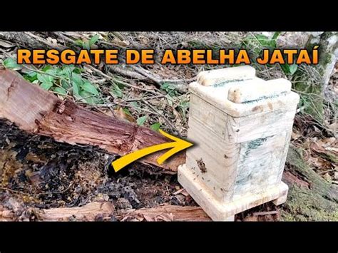 Resgate de abelhas Jataí Aprenda como transferir a Jataí para caixa