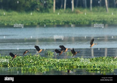 Birds Lesser Whistling Duck Dendrocygna Javanica Also Known As