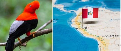 8 BEST Birding Tour Companies in Peru! (2025) - Bird Watching HQ