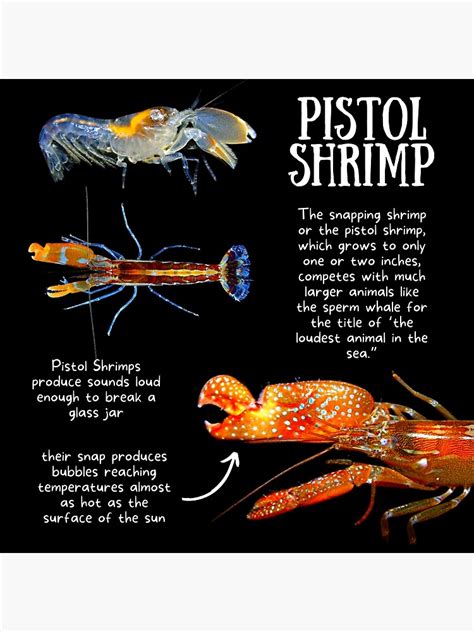 "Pistol Shrimp Fun Facts" Photographic Print for Sale by KyleNesas ...