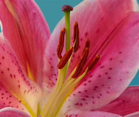 Stargazer Lily Meaning Symbolism: A Comprehensive Guide