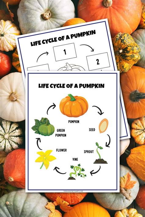 Pumpkin Plant Life Cycle Worksheet