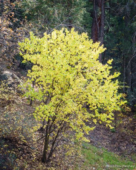 Fall Color in Oak Creek Canyon – Flagstaff Altitudes