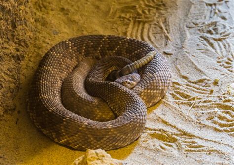 If You Find a Baby Rattlesnake Are There More? (avg litter)