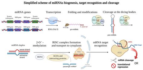 Ijms Free Full Text What Do We Know About Barley Mirnas