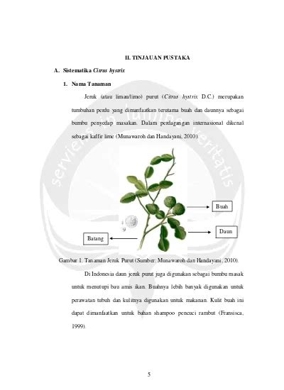 Ii Tinjauan Pustaka A Sistematika Citrus Hystrix Uji Aktivitas