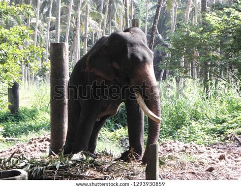 Elephant Camp Sanctuary Guruvayur Kerala Stock Photo 1293930859 | Shutterstock