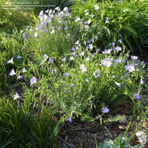 PlantFiles Pictures Linum Blue Flax Sapphire Linum Perenne By