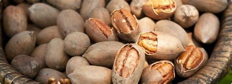 Tipos De Nueces Una Lista Con Nombres Y Descripciones