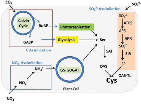 Figure From Integration Of Sulfate Assimilation With Carbon And