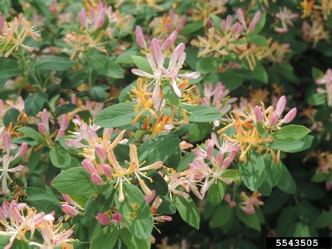 Tatarian Honeysuckle Lonicera Tatarica