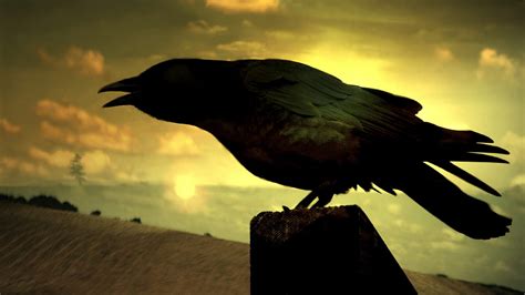 Download Close Up Silhouette Bird Animal Raven Hd Wallpaper