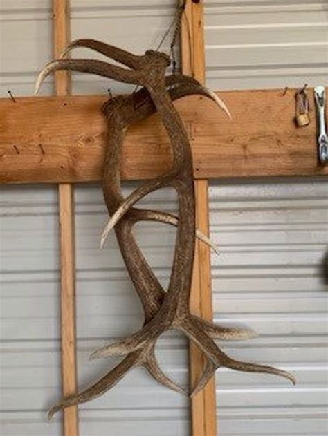 Elk Antler/shed Display Hanger - Etsy