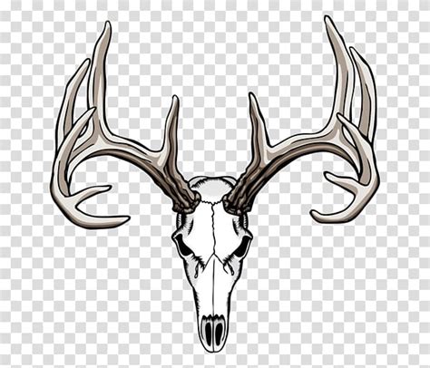 White Tailed Deer Drawing Antler Skull Deer Skull Transparent