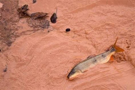 Samarco Entrega Nova Vers O Do Plano De Recupera O Ambiental Ao Ibama