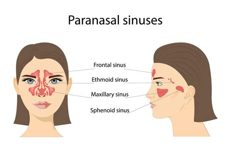 Paranasal Sinuses Frontal Ethmoidal Sphenoidal And Maxillary