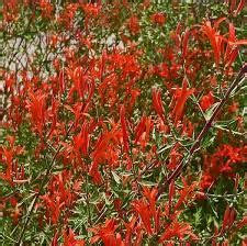 Flame Acanthus | Texas native plants, Acanthus, Native plants