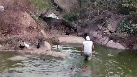 Frank Cuesta Herido Tras El Brutal Ataque De Un Ciervo En Su