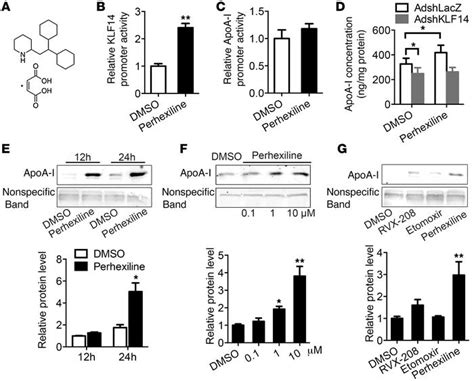 Jci Perhexiline Activates Klf14 And Reduces Atherosclerosis By