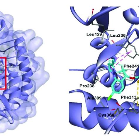 The Predicted Binding Mode Of Inhibitor 18i With TPH 1 TPH 1 Is Shown