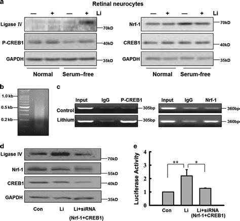 Western Blot Assay