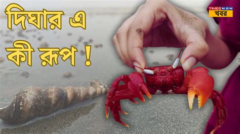 Digha দিঘার এ কী রূপ সি বিচে ঘুরছে লাল কাঁকড়া ঝিনুক ভাইরাল ছবি