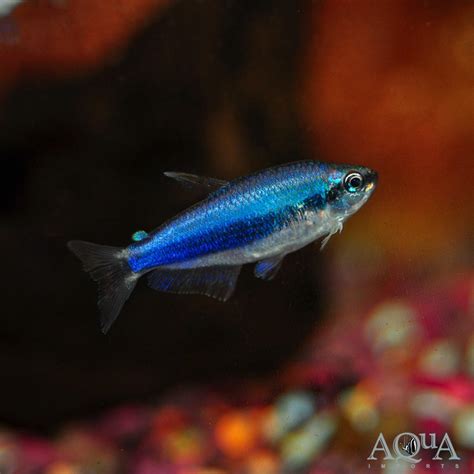 Blue Emperor / Super Blue Kerri Tetra (Inpaichthys kerri) - Aqua Imports