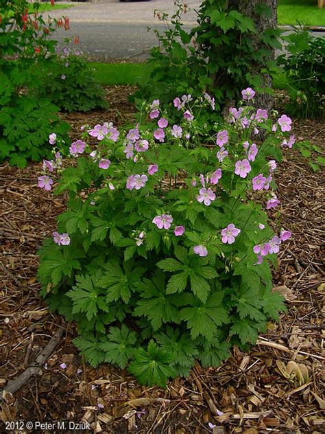 Geranium Maculatum Wild Geranium Minnesota Wildflowers