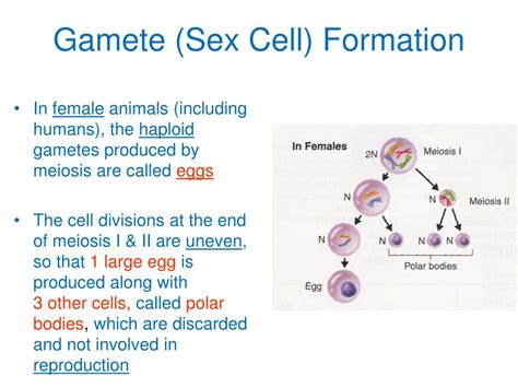 Ppt Meiosis Reduction Division I→pmatc→pmatc Powerpoint Presentation Id 2868286