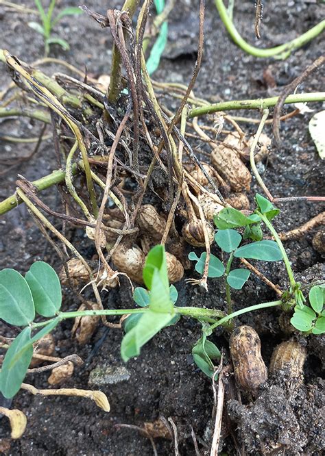 Arachis Hypogaea