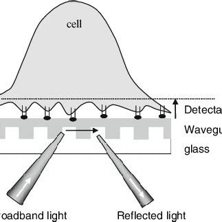 Principle Of Live Cell Rwg Sensing Cells Are Brought To Contact With A