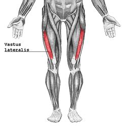 Muscolo vasto laterale - Vastus lateralis muscle - abcdef.wiki