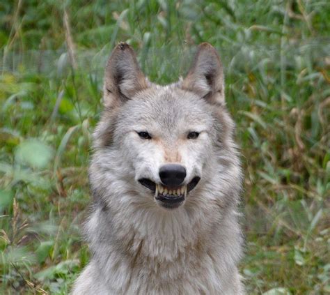 Wolves are Beautiful.