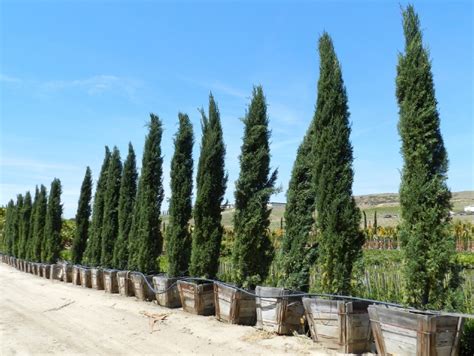 Italian Cypress Cupressus Sempervirens Growing And Care Guide For Gardeners