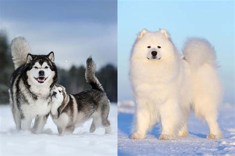 Alaskan Malamute Vs Samoyed: What's The Difference? • helloBARK!