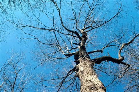 Sugar Maple In Winter Stock Image B6010614 Science Photo Library