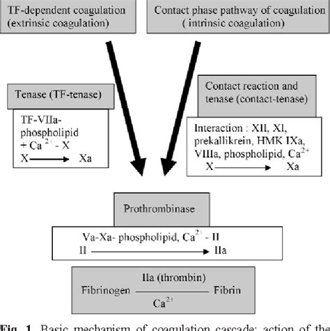 Figure From Procoagulants And Anticoagulants In Fetal Blood A