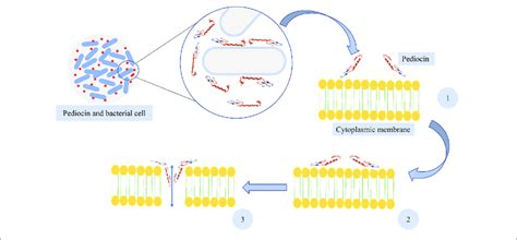 Pore Formation Of Pediocin In Bacterial Cell Membrane 1 Adsorption