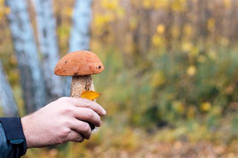 Seta Leccinum Aurantiacum Boletus Las Manos Masculinas Del Recolector