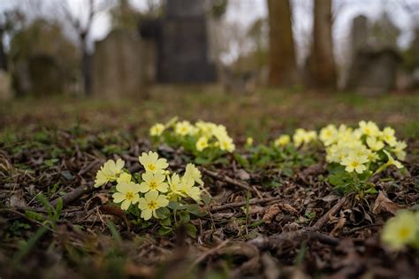 Free Wild Primroses Evening Primrose Images Pixabay