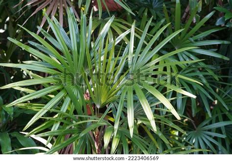 Rhapis Excelsa Known Broadleaf Lady Palm Stock Photo