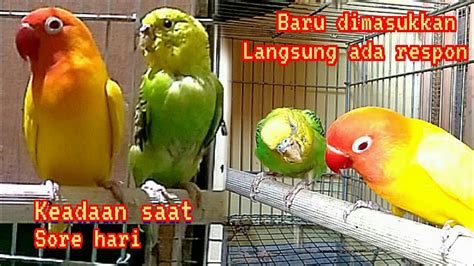 Cara Mudah Mengawinsilangkan Lovebird Dengan Parkit Terbukti Berjodoh