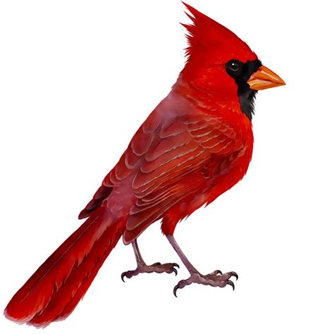 Cardinal PNG Images (Transparent HD Photo Clipart) | Photo clipart ...