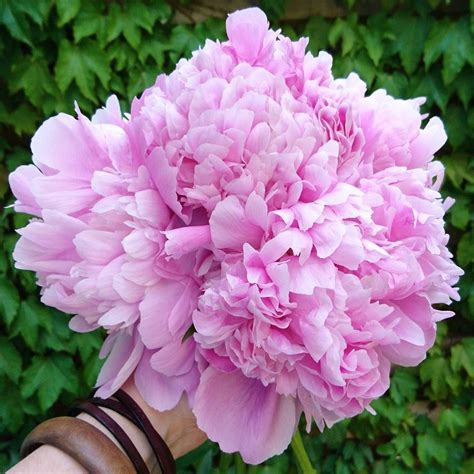 Pink Peonies | Beautiful flowers, Peonies, Pink peonies