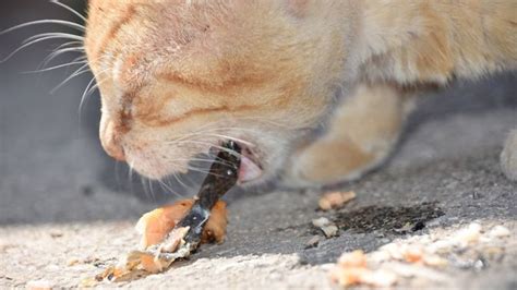 13 Penyebab Kucing Muntah Dan Cara Mengobati Yang Tepat